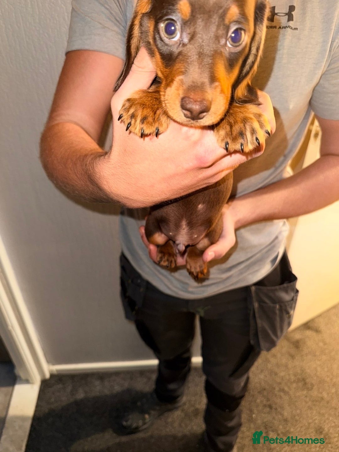 Miniature Dachshund dogs for sale: Miniature dachshunds for sale  - Advert 6