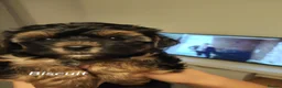 Yorkshire Terrier dogs for sale: Puppy's  in Peterborough - Advert 4