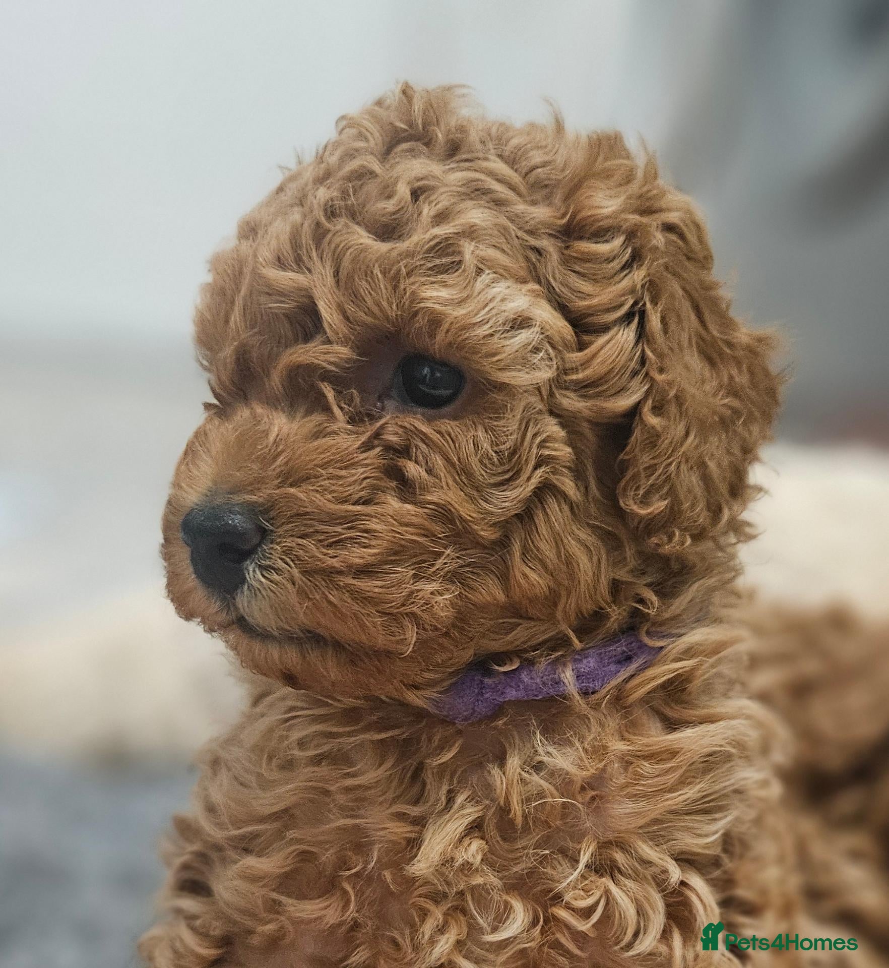 Toy Poodle dogs Licensed breeder, 1 girl kc fox red toy poodle - Advert 2