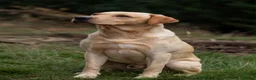 Labrador Retriever dogs for stud: Strong Fully Health Tested Labrador Stud - Advert 3