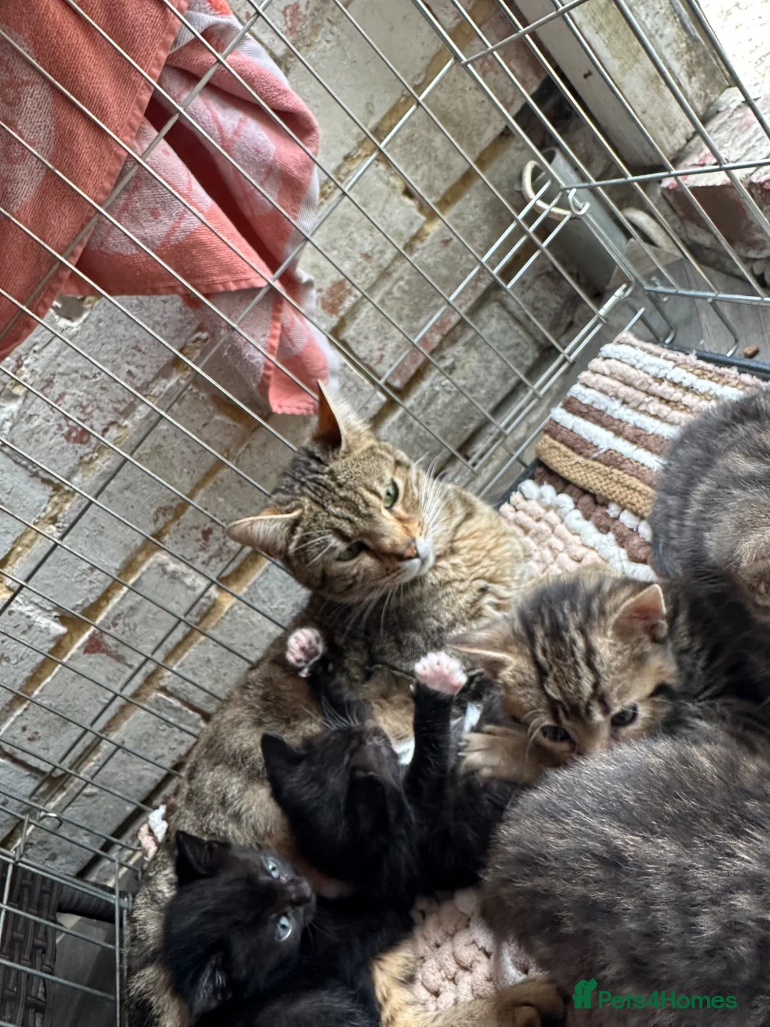 Mixed Breed cats for sale: Beautiful kittens  in Woking - Advert 8