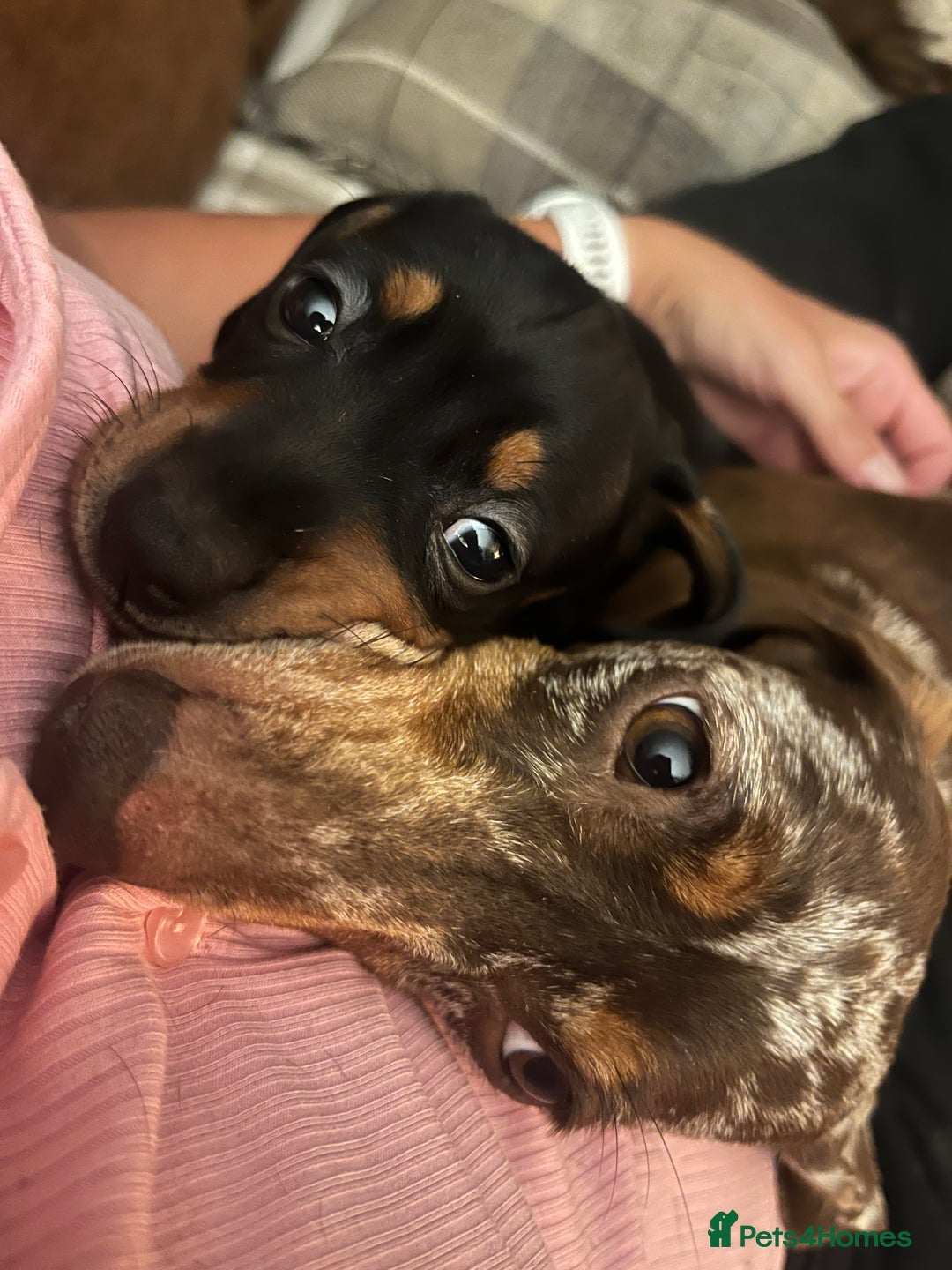 Miniature Dachshund dogs for sale: One beautiful Beautiful girl left  💜🐶  - Image 8