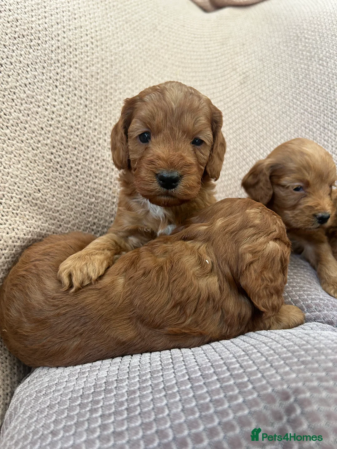 Cockapoo dogs for sale: 🐶Exceptional dark red toy cockapoos🐶 - Advert 11