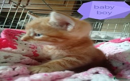 Mixed Breed cats for sale: Blue, eyed baby's  - Image 7