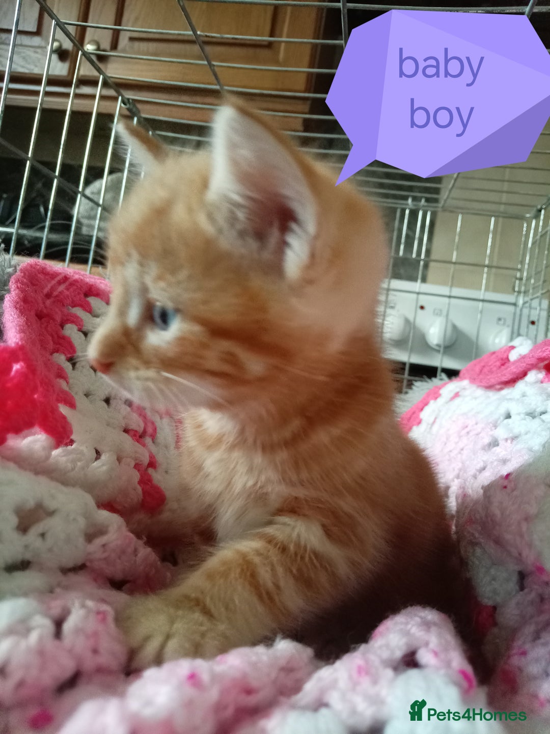 Mixed Breed cats for sale: Blue, eyed baby's  - Image 7
