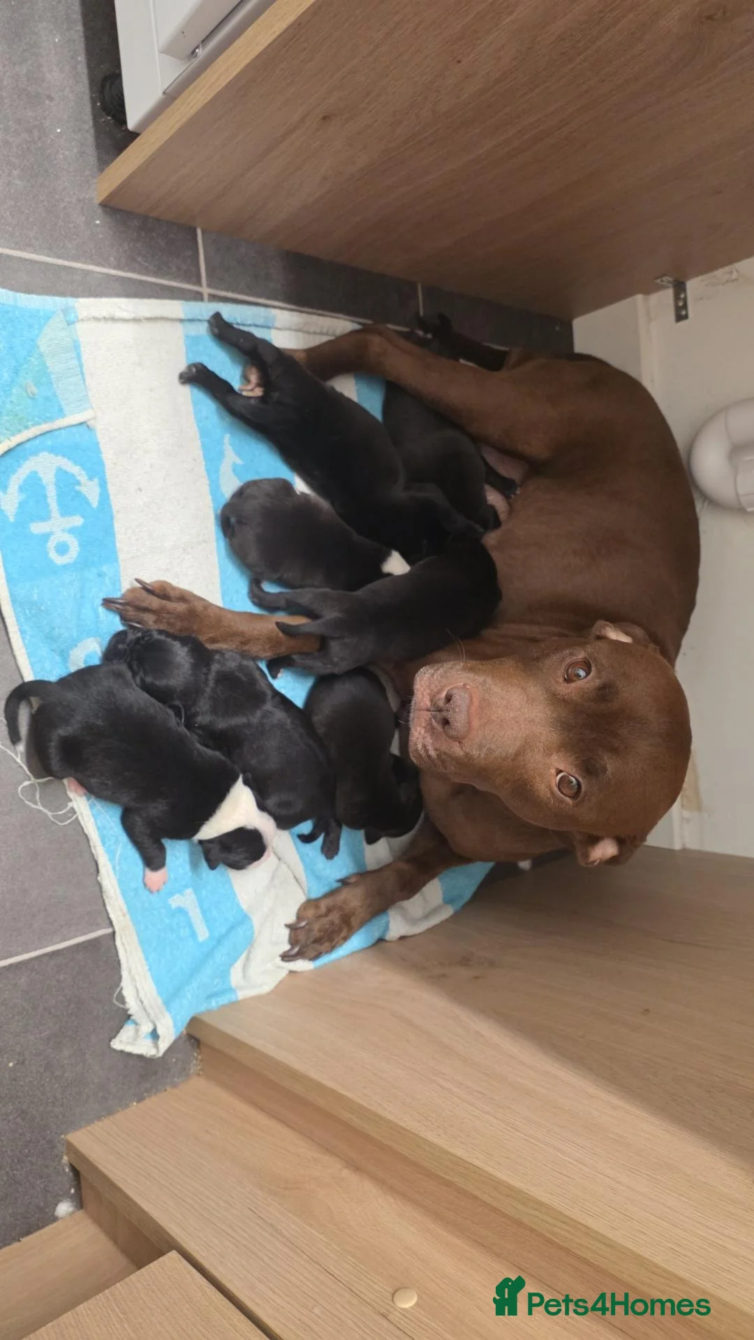 Mixed Breed dogs for sale: 1 male staffy cross puppy - Advert 2