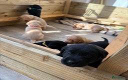 Labrador Retriever dogs for sale: Perfect lab puppy’s  - Image 2