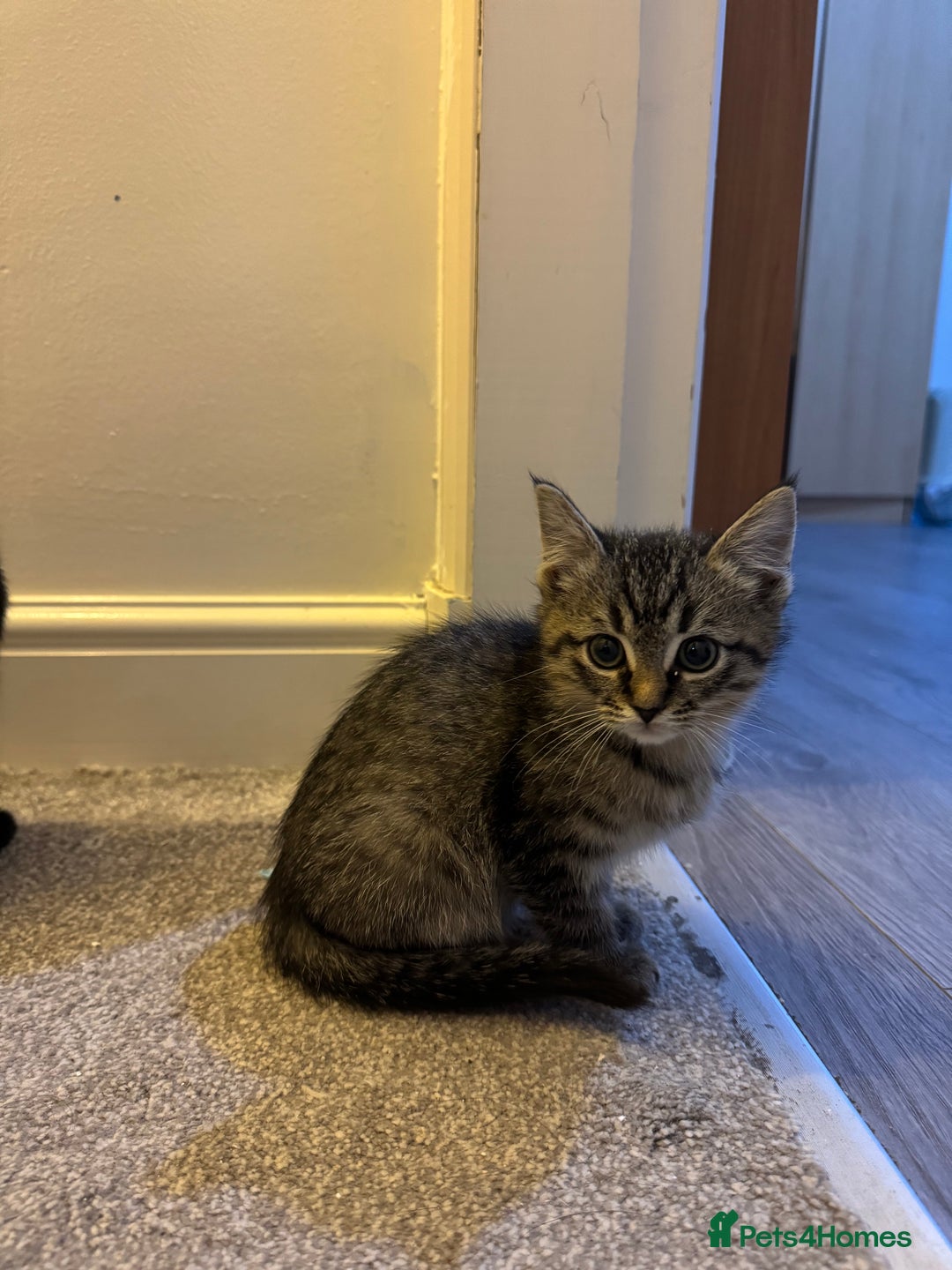 Ragdoll cats for sale: Taddy mixed with ragdoll for sale  - Advert 13