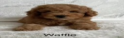 Cavapoo dogs for sale:   Teddy bear cavapoos ready now  in Bilston - Advert 13