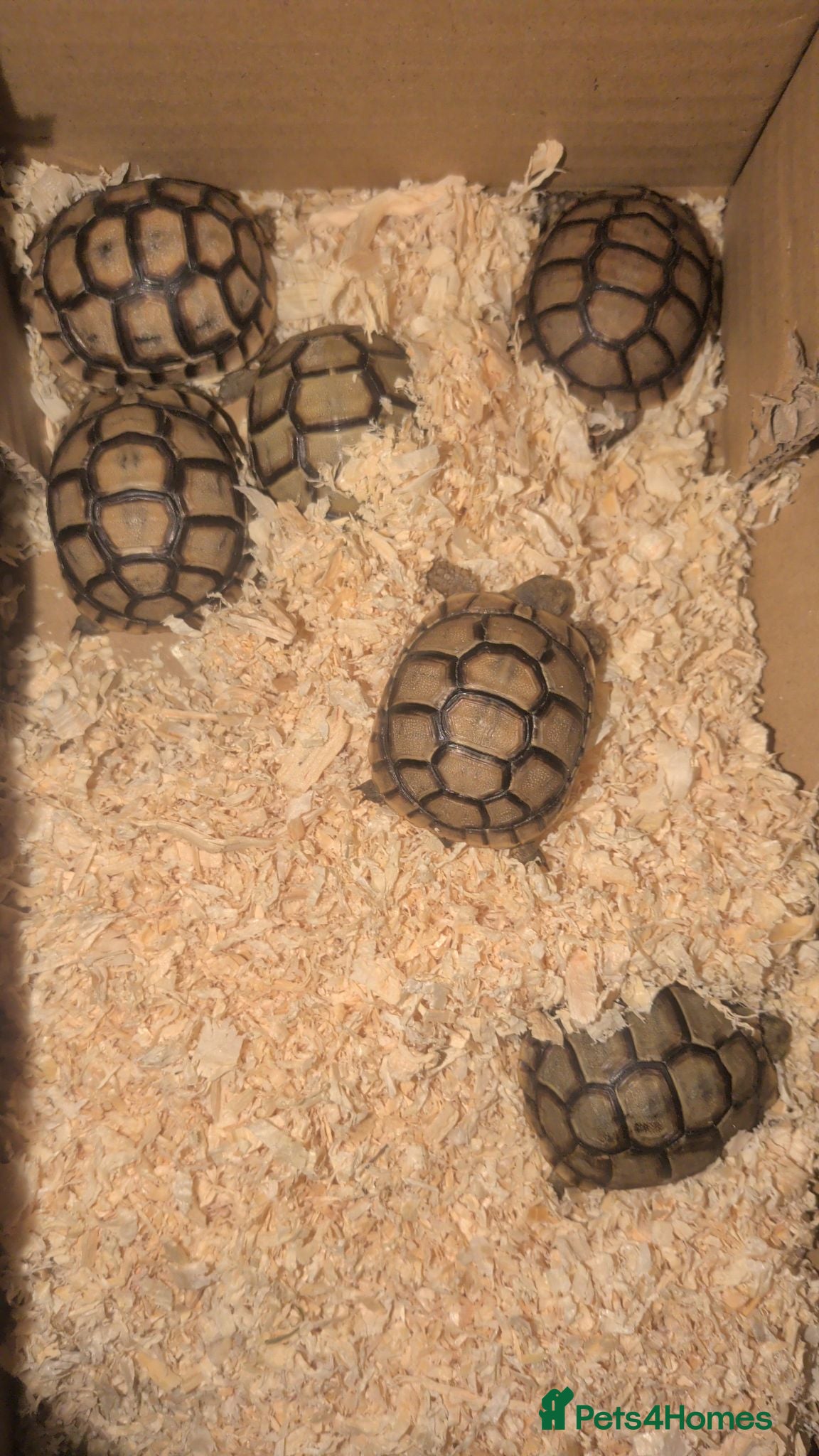 Tortoise reptiles 🐢 Baby Spur Thighed Tortoise 🐢 - Advert 2