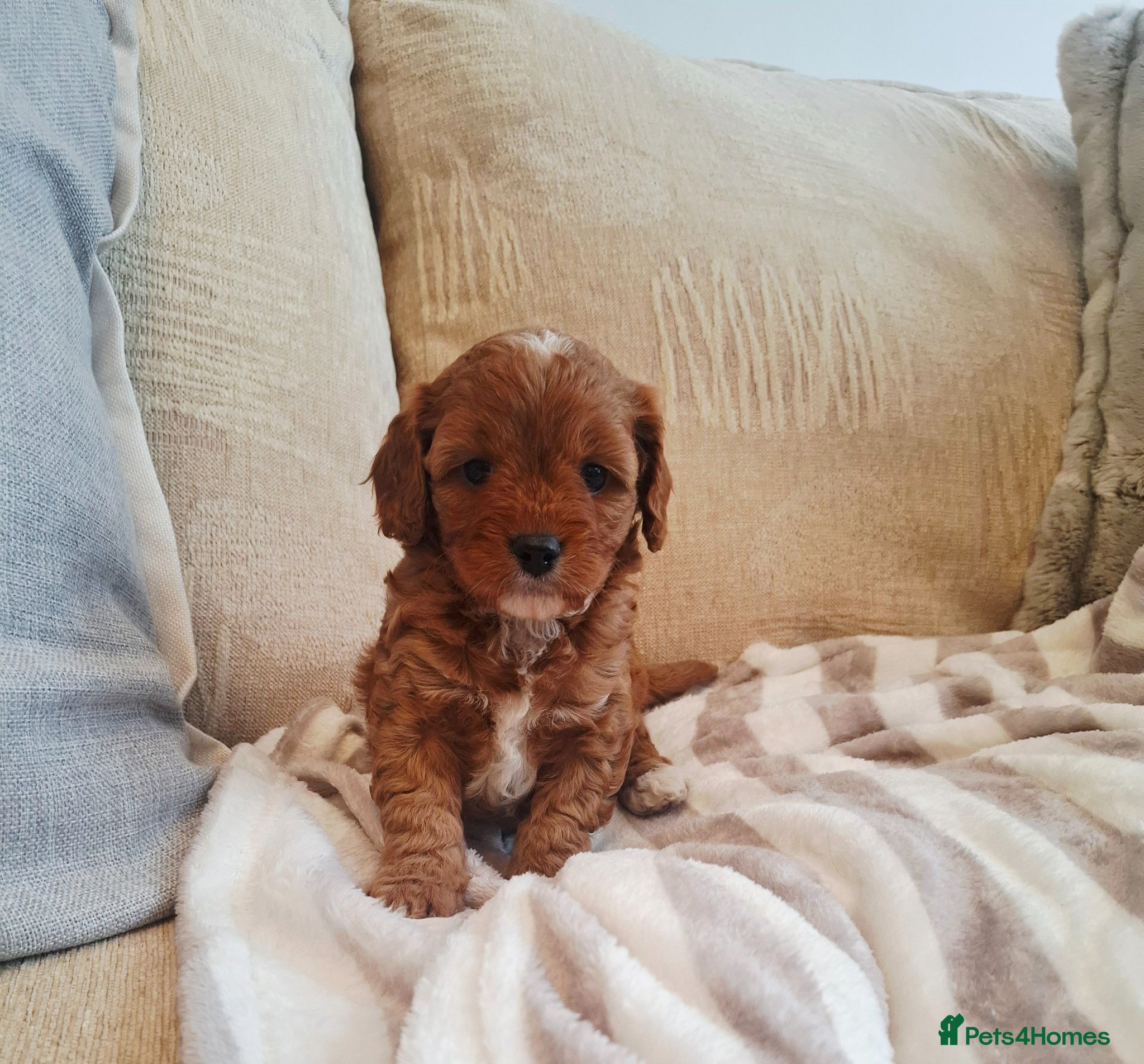 Cavapoo dogs F1 Toy Teddy bear cavapoos. Health tested parents - Advert 1