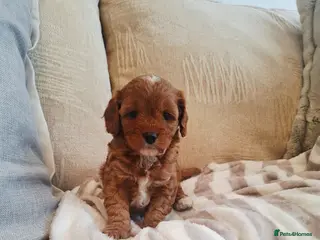 Cavapoo dogs F1 Toy Teddy bear cavapoos. Health tested parents - Advert 1