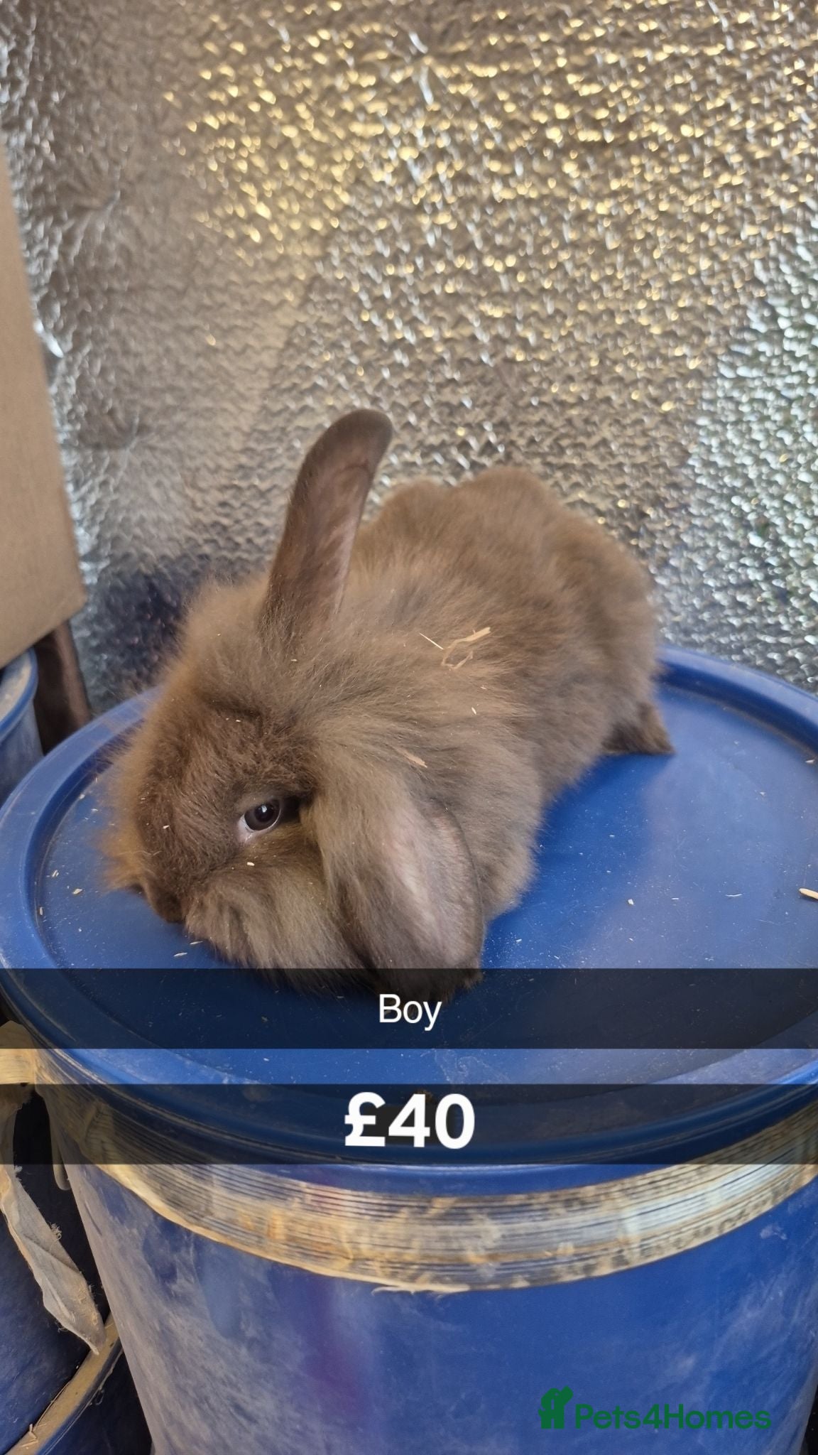 Mixed Breed rabbits Baby Lionhead Rabbits 8 week old, handled daily  - Advert 5