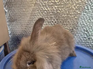 Mixed Breed rabbits Baby Lionhead Rabbits 8 week old, handled daily - Advert 5