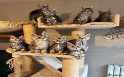 Maine Coon cats for sale: Stunning Maine Coon kittens  - Image 5