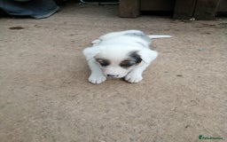 Bearded Collie dogs for sale: Beautiful blue merle collie pups! Workers or pets - Image 6