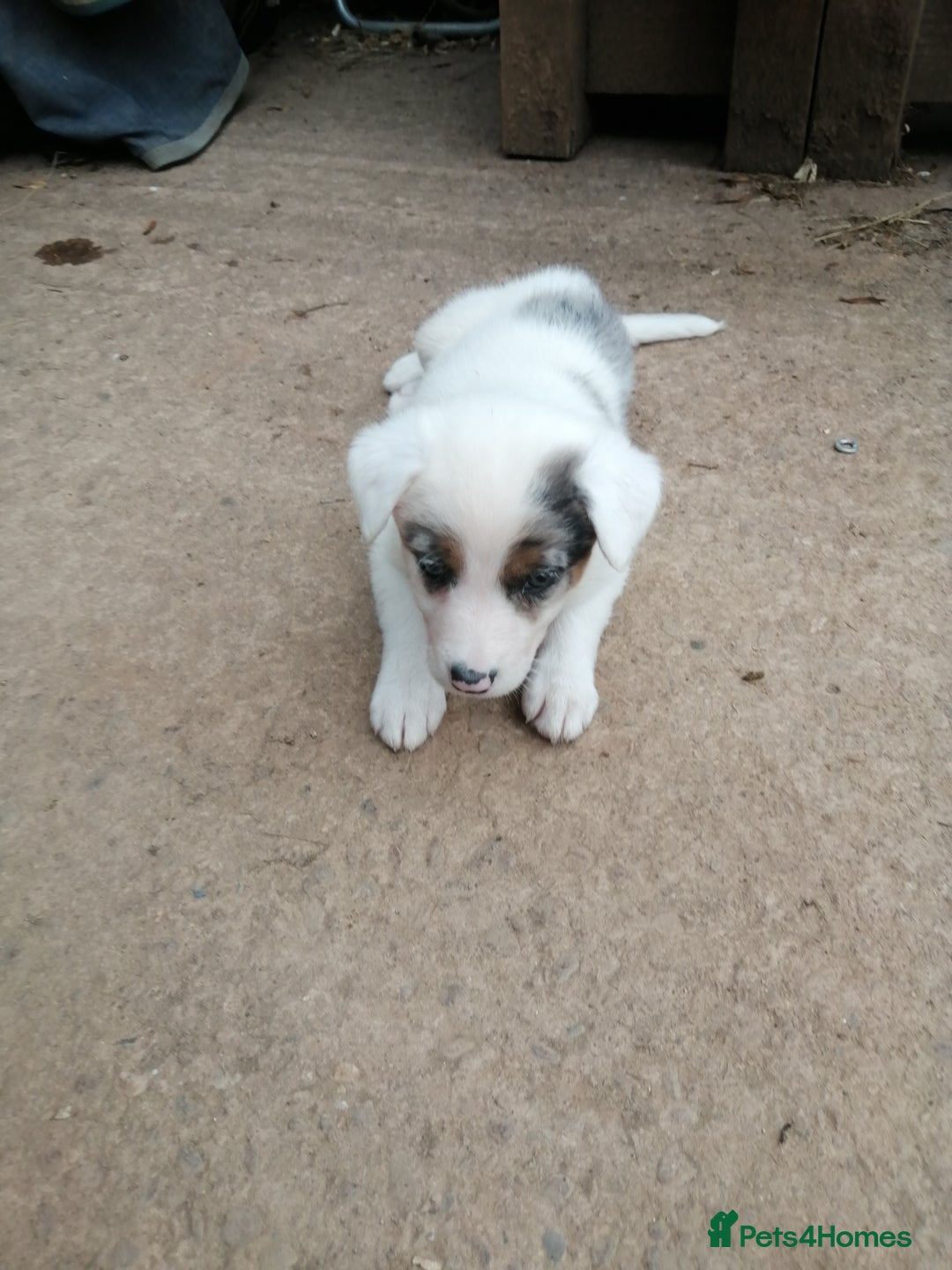 Bearded Collie dogs for sale: Beautiful blue merle collie pups! Workers or pets - Image 6