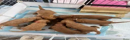 Cockapoo dogs for sale: ⭐ F1b cockapoo puppies - Advert 15