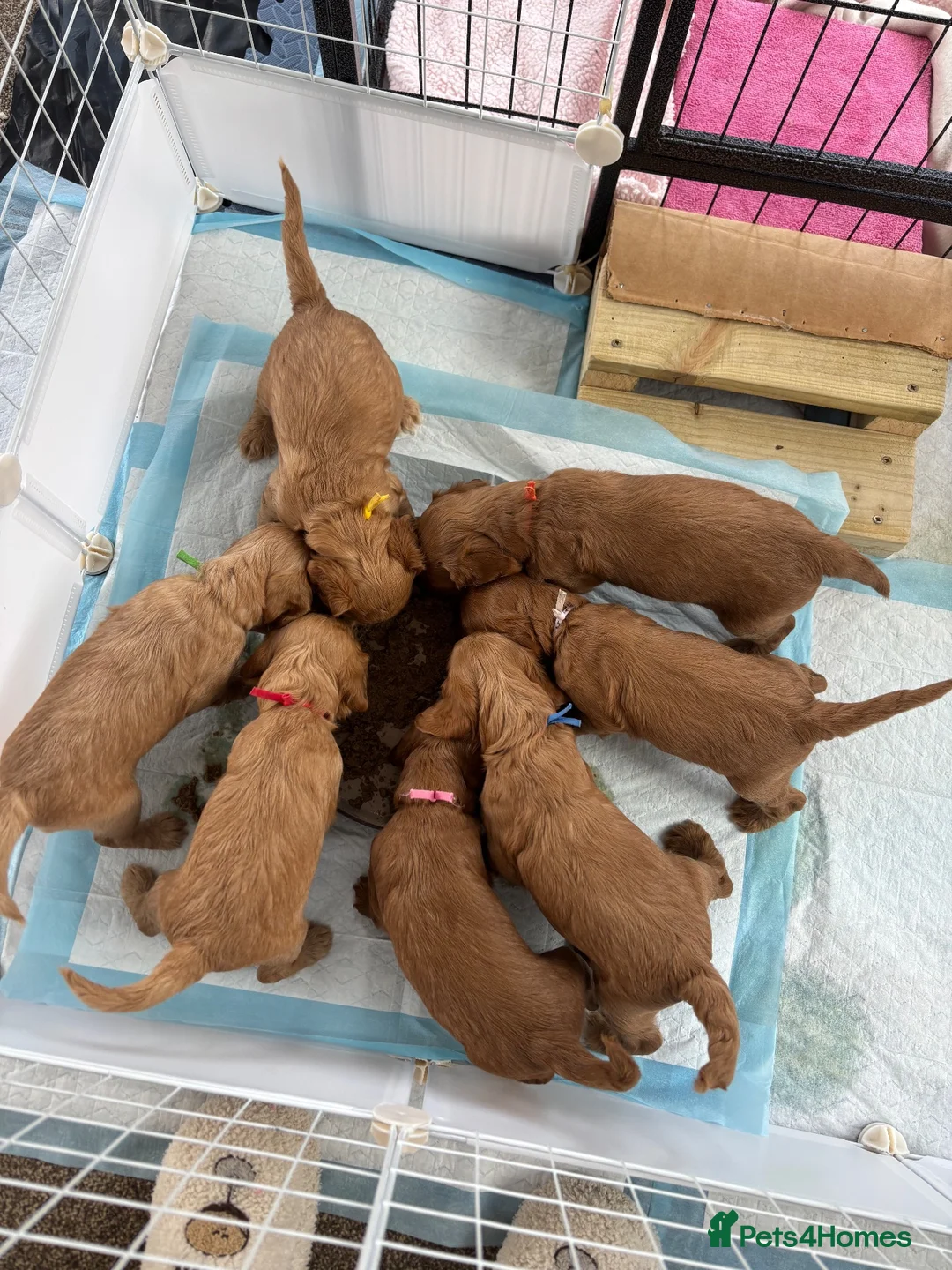Cockapoo dogs for sale: ⭐ F1b cockapoo puppies - Advert 15