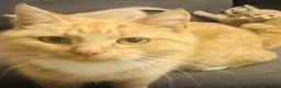 Domestic Shorthair cats for sale: 🐾 Gorgeous Kittens Ready for Their 4ever Homes 🐾 - Advert 3