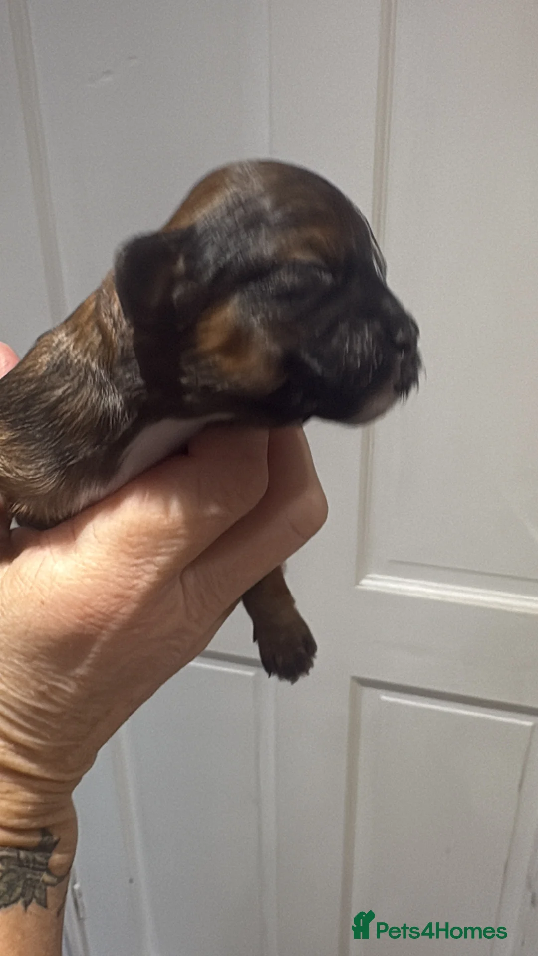 Shihpoo dogs for sale: Shihpoo f1 puppies  🩷🩷 - Advert 15