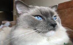 Ragdoll cats for stud: GCCF & TICA registered stud, champion bloodline    in London - Image 3