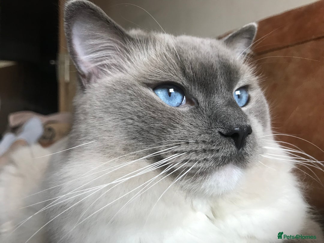 Ragdoll cats for stud: GCCF & TICA registered stud, champion bloodline    in London - Image 3