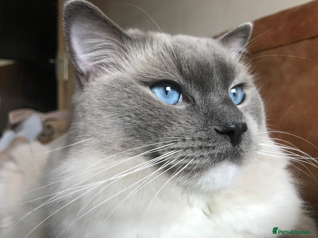 Ragdoll cats for stud: GCCF & TICA registered stud, champion bloodline    in London - Advert 3