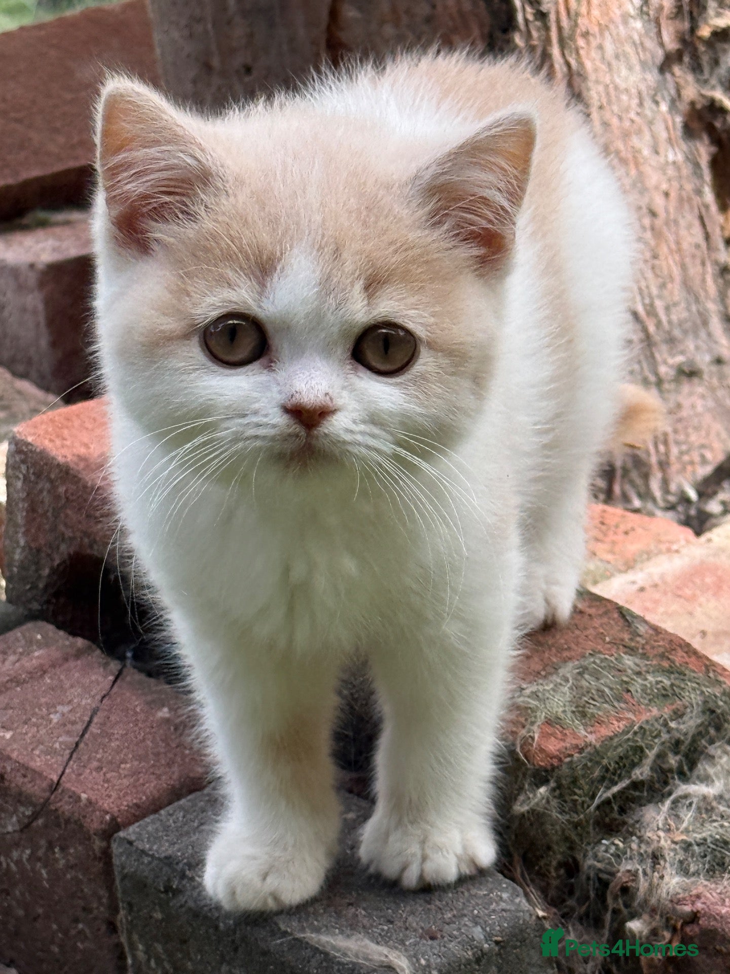 British Shorthair cats British Shorthair  - Advert 1