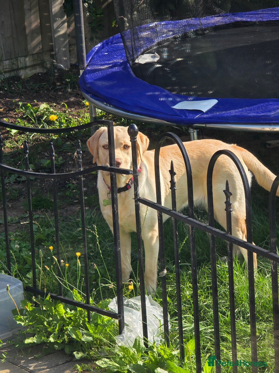 Labrador Retriever dogs for sale: Beautiful loving labrador  - Image 3