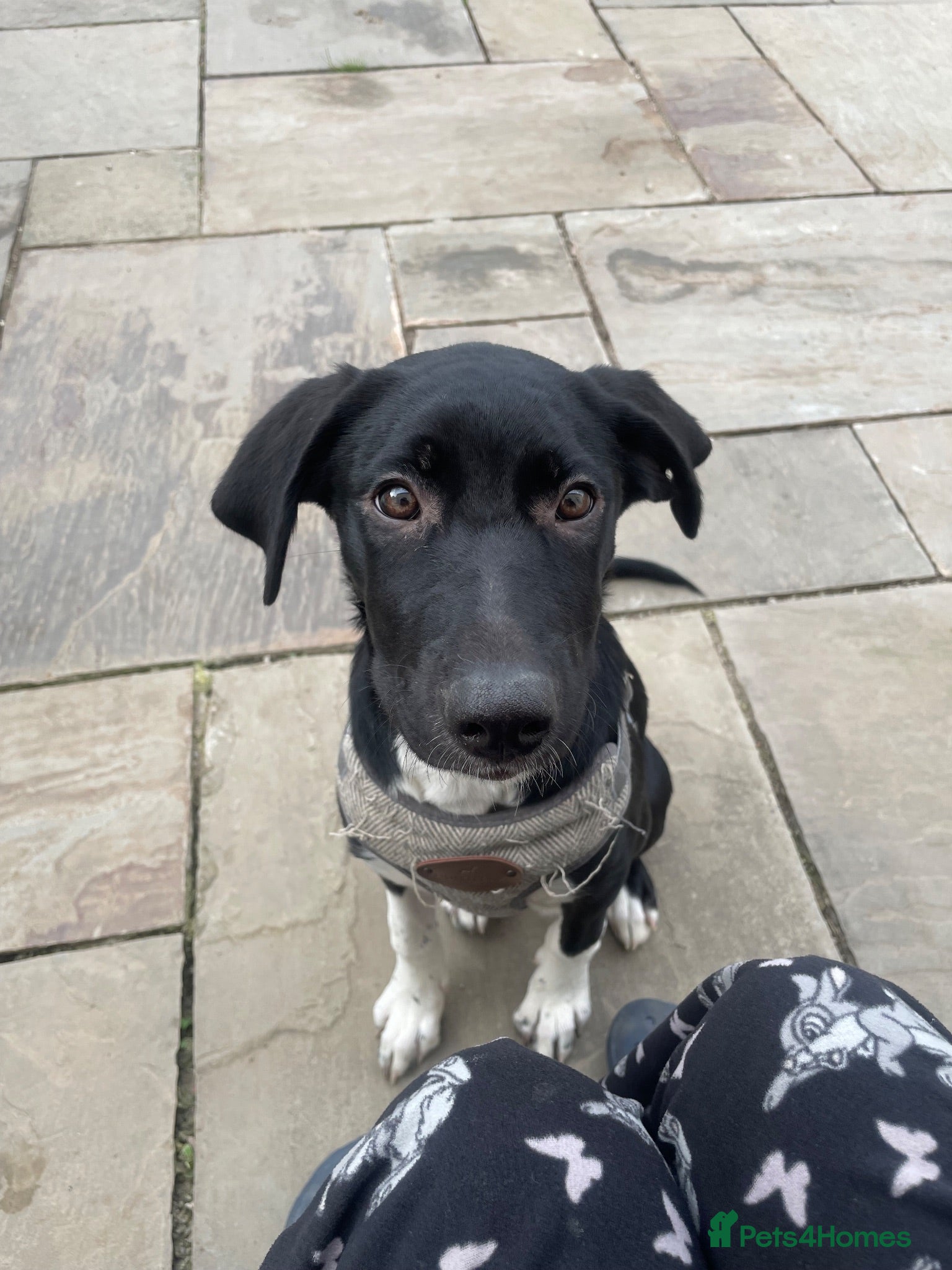 Mixed Breed dogs Mixed breed female - Advert 5