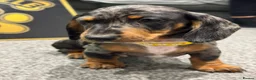 Dachshund dogs for sale: Kc standard dachshund puppy - Advert 6