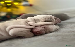 Shar Pei dogs for sale: Shar-pei Puppies - Advert 2