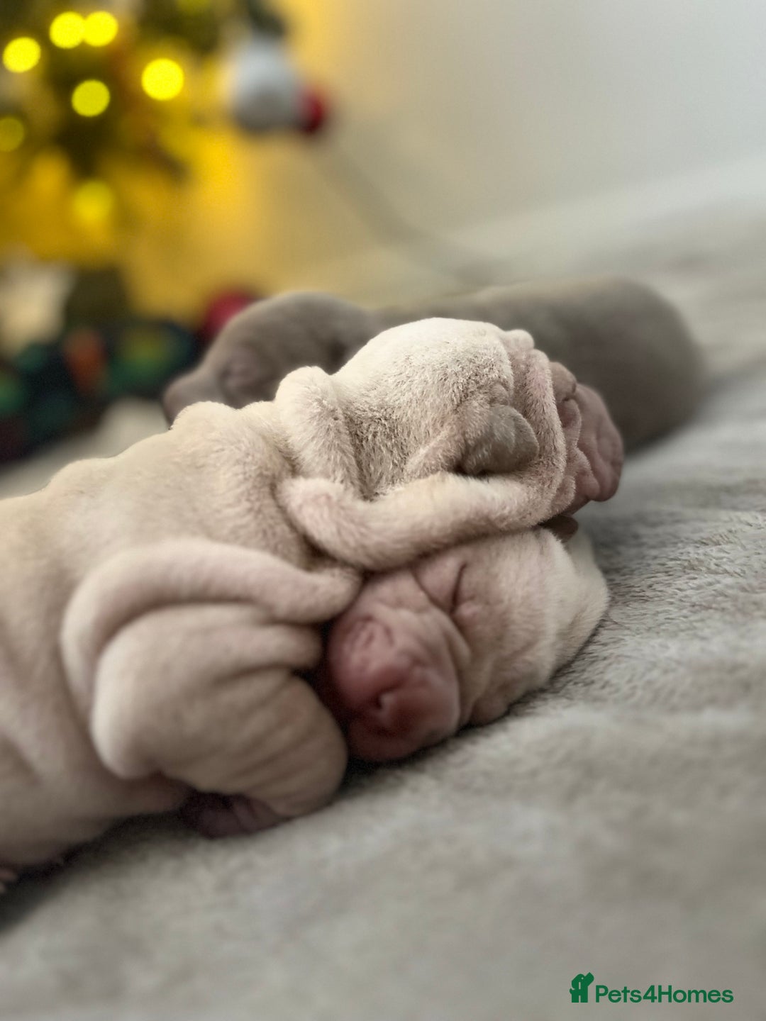 Shar Pei dogs for sale: Shar-pei Puppies - Advert 2