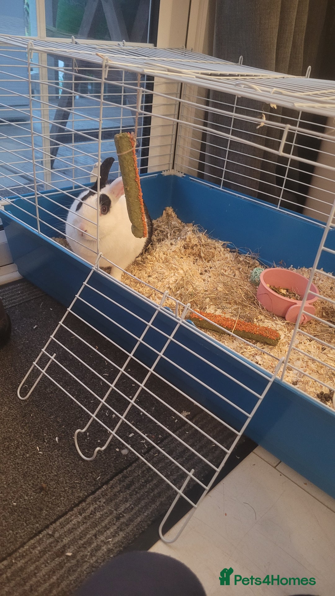 Mixed Breed rabbits for sale: House rabbit in need of re homing  - Image 2