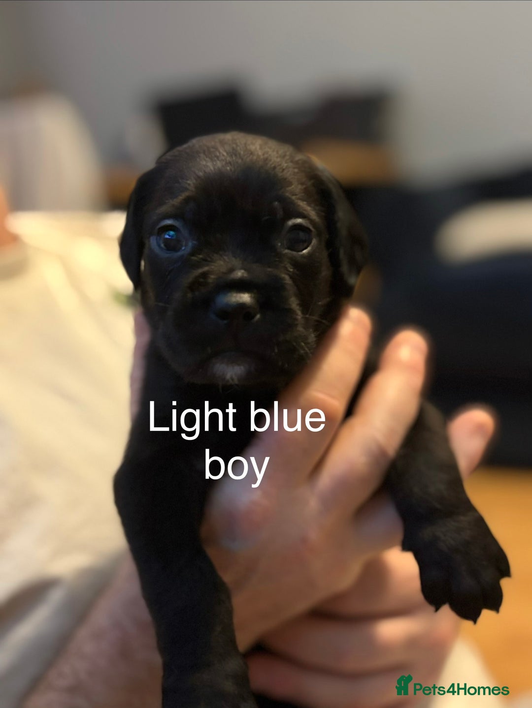 Mixed Breed dogs for sale: Beautiful Labrador crosses - Advert 5