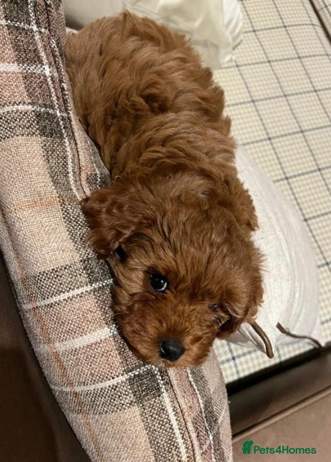Toy Poodle dogs for stud: 🌹 RED TOY POODLE 9 INCH 2.8 KG HEALTH TESTED 🌹 in Romford - Advert 15