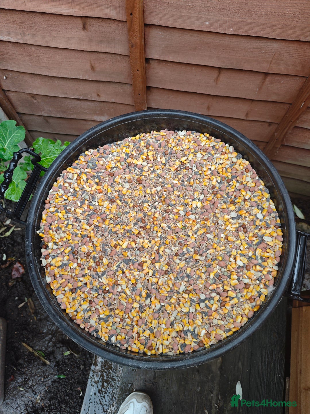 Pigeons birds for sale: Racing pigeons - Advert 4