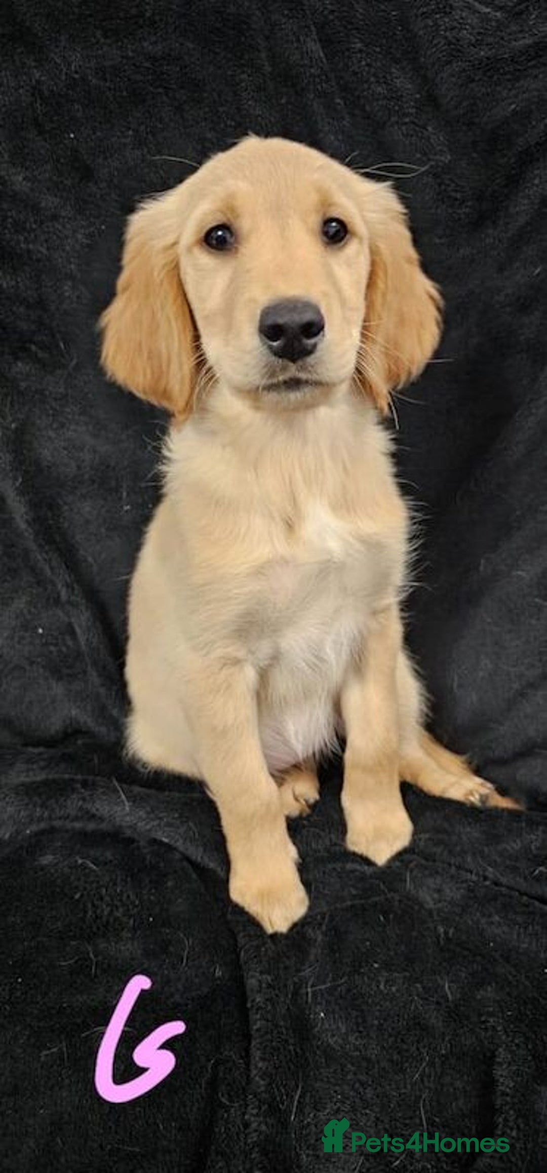 Golden Retriever dogs for sale: Playful Golden Retriever pups - Advert 7
