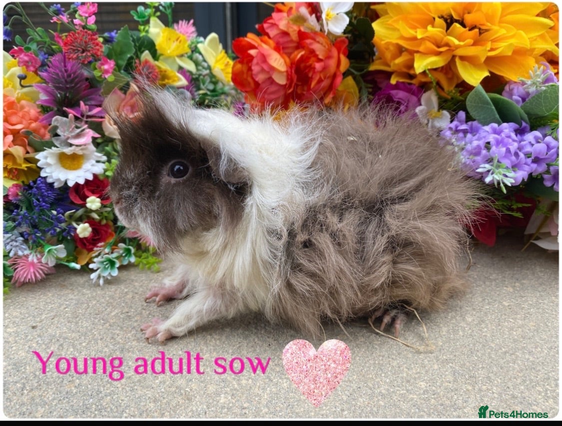 Guinea Pig rodents Pedigree Lunkarya/smooth Guinea pigs ready now  - Advert 2