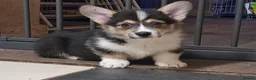 Welsh Corgi Pembroke dogs for sale: 1 boy 1 girl KC Pembroke Corgis  - Advert 15