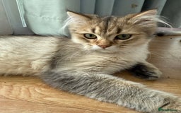 British Longhair cats for sale: British Longhair Kitten for sale  - Image 7
