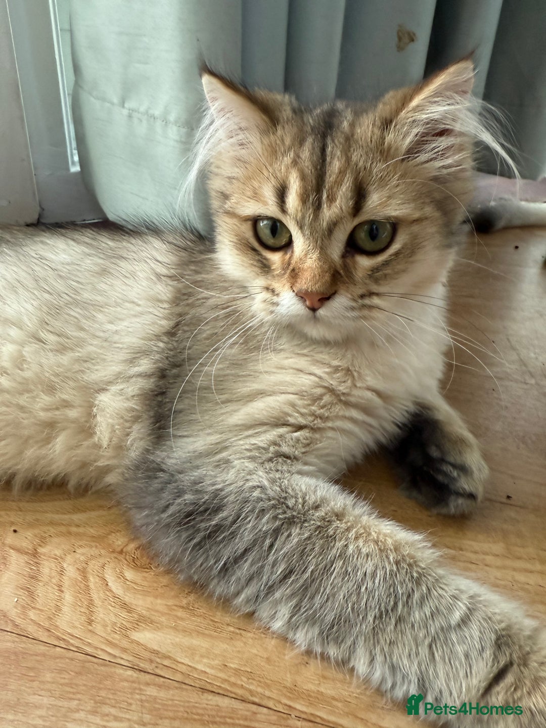 British Longhair cats for sale: British Longhair Kitten for sale  - Image 7