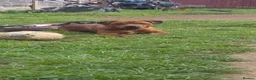 Mixed Breed dogs for sale: Staffy cross rottie - Advert 2