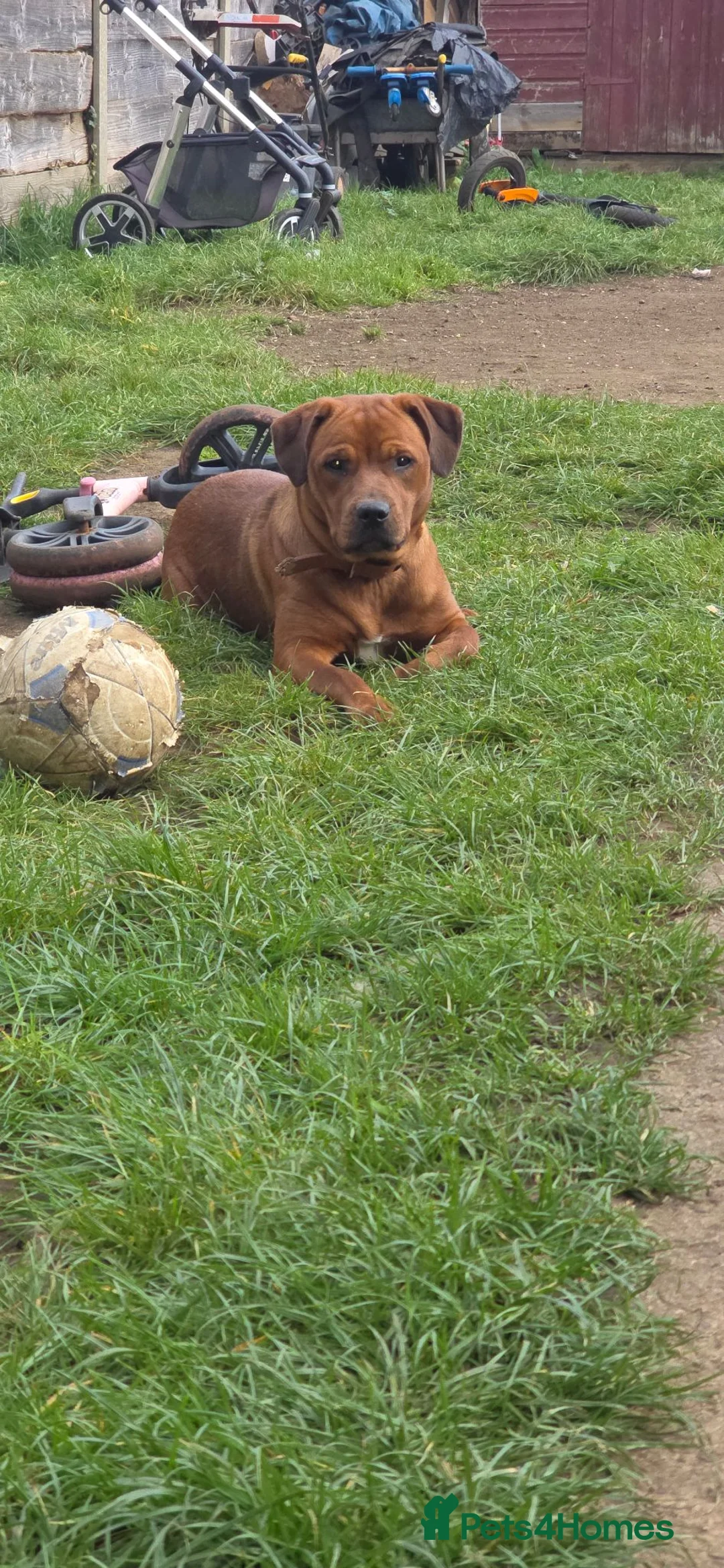 Mixed Breed dogs for sale: Staffy cross rottie - Advert 2