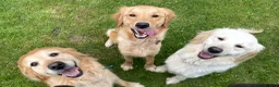 Golden Retriever dogs for sale: Stunning K.C Reg Health tested Golden Retrievers in Belper - Advert 8
