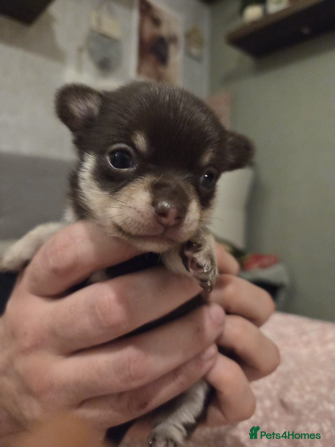 Chihuahua dogs for sale: 2 Tiny Male Chihuahuas (very small) - Advert 4