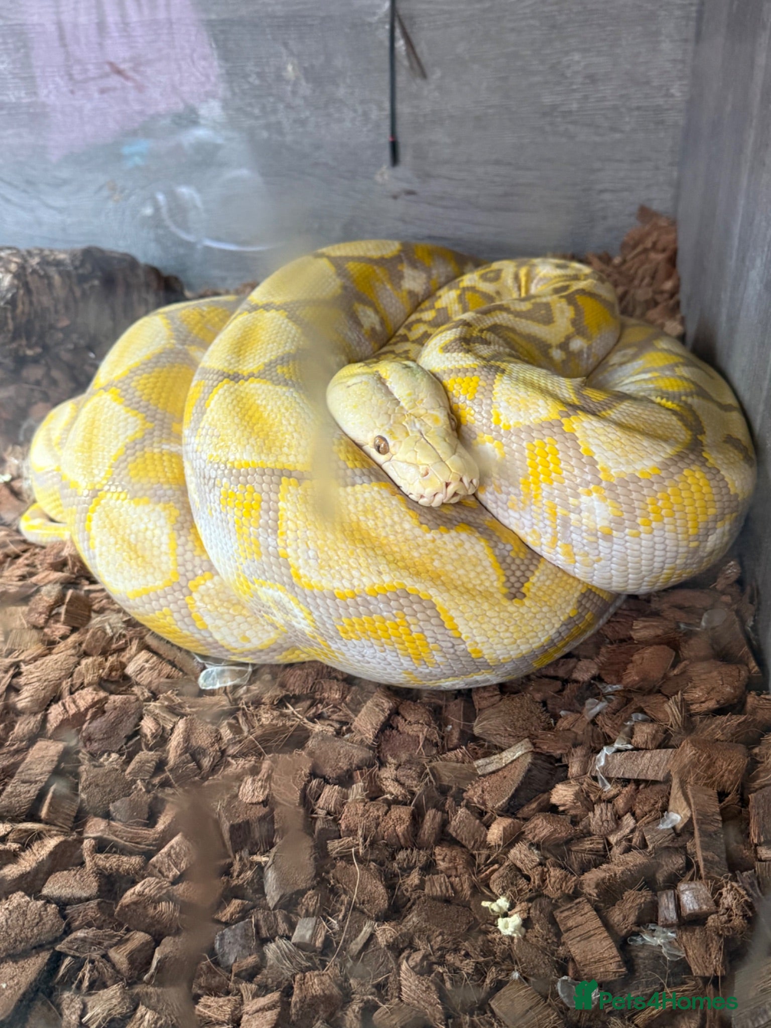 Python Snake reptiles Reticulated pythons  - Advert 20