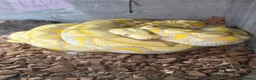 Python Snake reptiles for sale: Reticulated pythons  - Advert 1