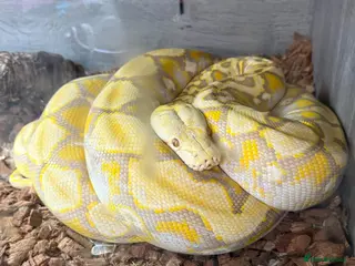 Python Snake reptiles Reticulated pythons - Advert 1